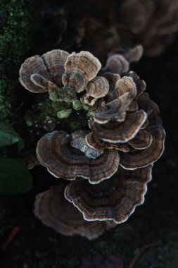  Türkiye Kuyruk mantarının yakın plan bir resmi, Trametes versicolor, bir ağaç gövdesinde büyüyor. Yüksek kalite fotoğraf