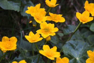 Doğada Yaz Manzarası Görünümleri