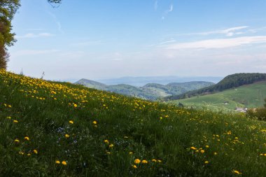 Doğada Yaz Manzarası Görünümleri