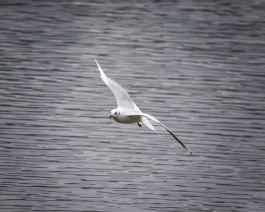 Hallwil Gölü 'ndeki karamsar atmosfer