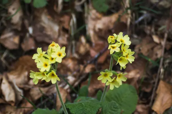 Doğada Yaz Manzarası Görünümleri