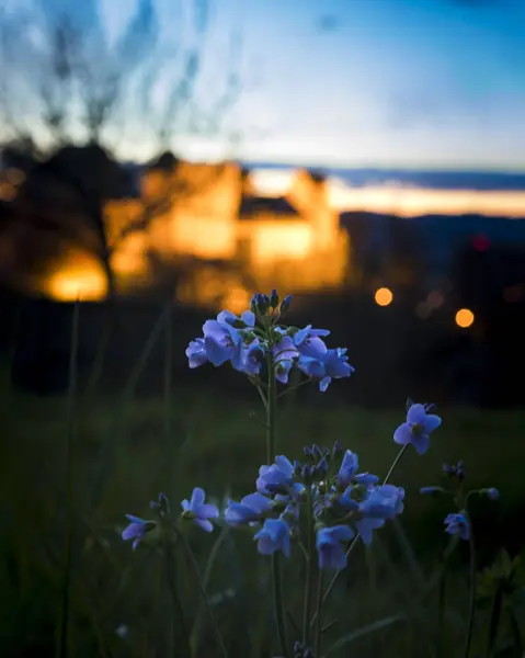 Lenzburg Şatosu 'nda Akşam Keyfi Aargau