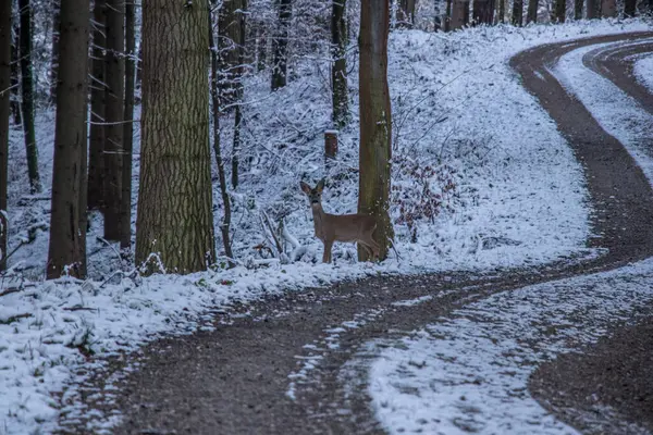 Güneşli ve buzlu Kış Harikalar Diyarı