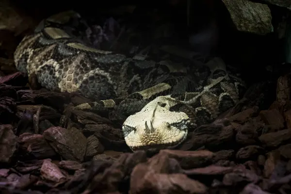 Çeşitli Hayvanların İzlenimleri