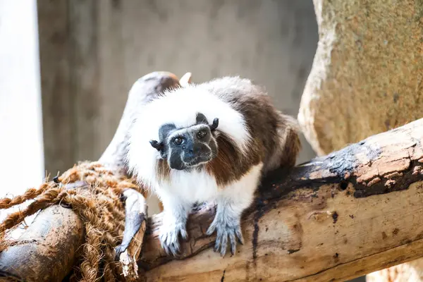 Çeşitli Hayvanların İzlenimleri