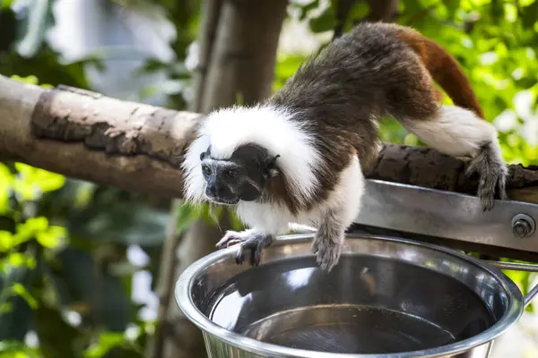 Çeşitli Hayvanların İzlenimleri