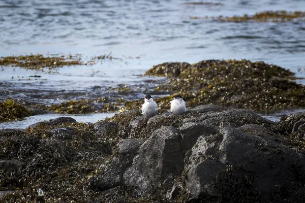 İzlanda 'da foklar - Kuzey Atlantik' te Vahşi Yaşam Karşılaşması