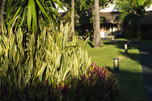 Mauritius 'taki yemyeşil Bahçe Doğal Güzelliğin Tropikal Vahası