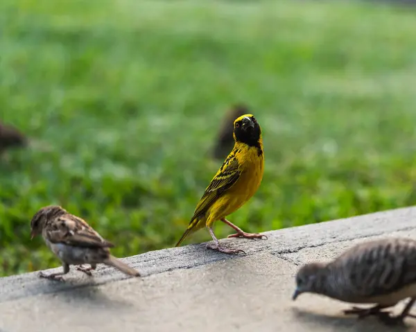 Mauritius 'taki Kuşlar ve Vahşi Yaşam S Adası' nın Zengin Çeşitliliği