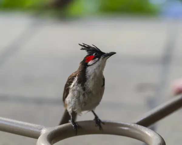 Mauritius 'taki Kuşlar ve Vahşi Yaşam S Adası' nın Zengin Çeşitliliği