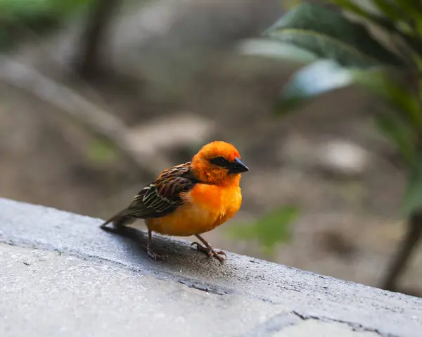 Mauritius 'taki Kuşlar ve Vahşi Yaşam S Adası' nın Zengin Çeşitliliği