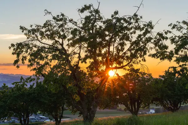 Altın Günbatımı Işık Filtresi Ağaçtan geçiyor