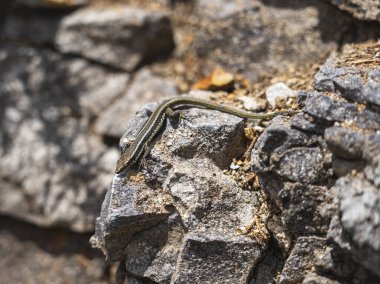 Madeira 'da Görkemli Yırtıcı Kuş ve Kertenkele Kuşları
