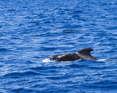 Madeira 'da Heyecanlı Balina İzleme Deneyimi