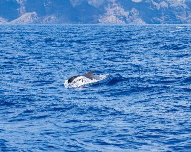Madeira 'da Heyecanlı Balina İzleme Deneyimi