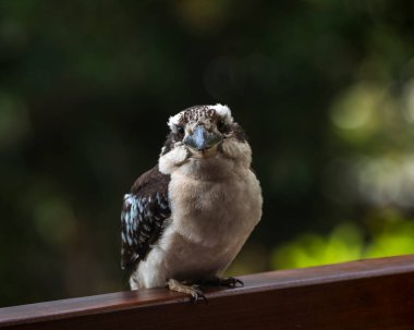 Avustralya 'nın doğasında Kookaburra Kuşları