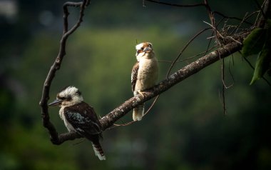 Avustralya 'nın doğasında Kookaburra Kuşları