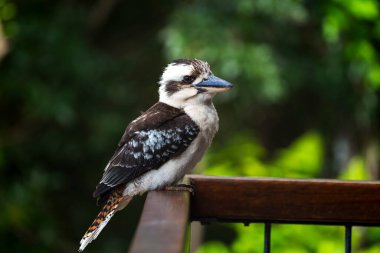 Avustralya 'nın doğasında Kookaburra Kuşları