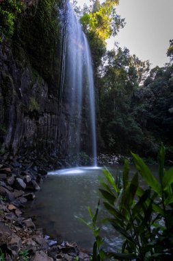 Cairns yakınlarındaki Orman Çevrelerini Keşfediyor