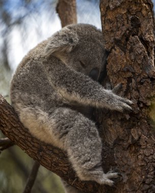 Manyetik Ada 'daki Koalalar Doğal Yaşam Alanında