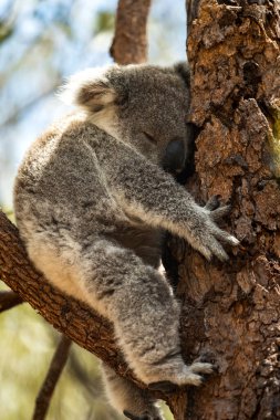 Manyetik Ada 'daki Koalalar Doğal Yaşam Alanında