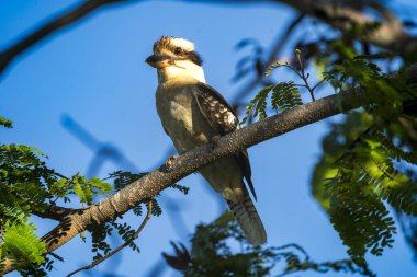 Avustralya 'nın doğasında Kookaburra Kuşları