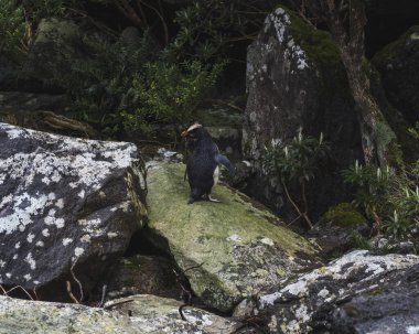 Yeni Zelanda 'nın güney fiyortlarındaki Fiordland Penguenleri
