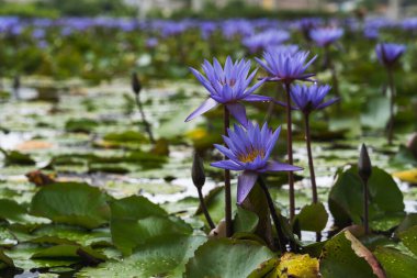 Singapur 'da Nilüferler ve Çiçekler Huzurlu Sularda