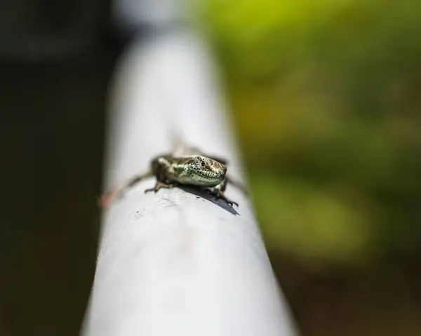 Madeira 'da Görkemli Yırtıcı Kuş ve Kertenkele Kuşları