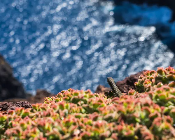 Madeira 'da Görkemli Yırtıcı Kuş ve Kertenkele Kuşları