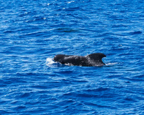 Madeira 'da Heyecanlı Balina İzleme Deneyimi