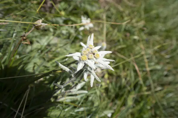 Gitschen Bölgesi 'nde nefes kesici Alp Yürüyüşü