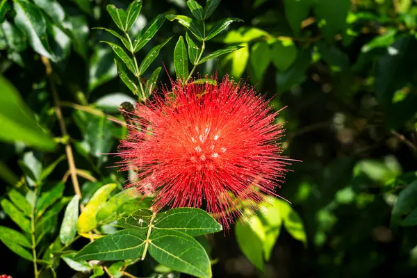 Hong Kong 'da Doğa ile çevrili Majestic Buddha Tapınağı