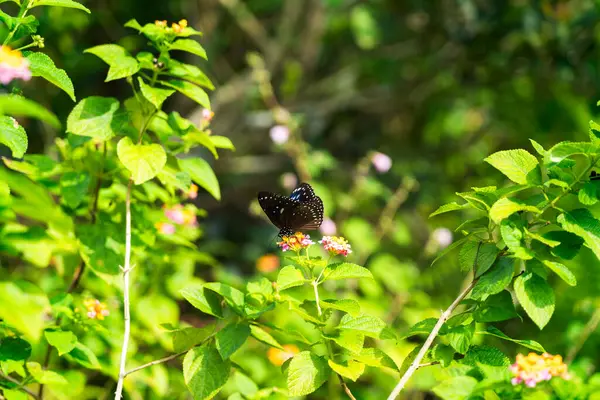 Hong Kong 'da Doğa ile çevrili Majestic Buddha Tapınağı