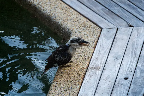 Avustralya 'nın doğasında Kookaburra Kuşları