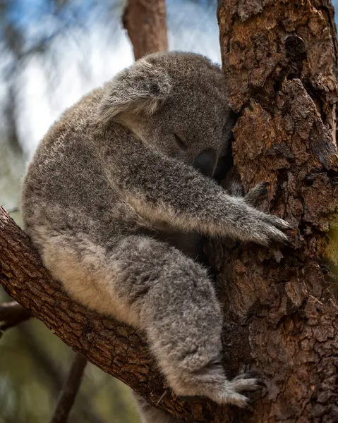 Manyetik Ada 'daki Koalalar Doğal Yaşam Alanında