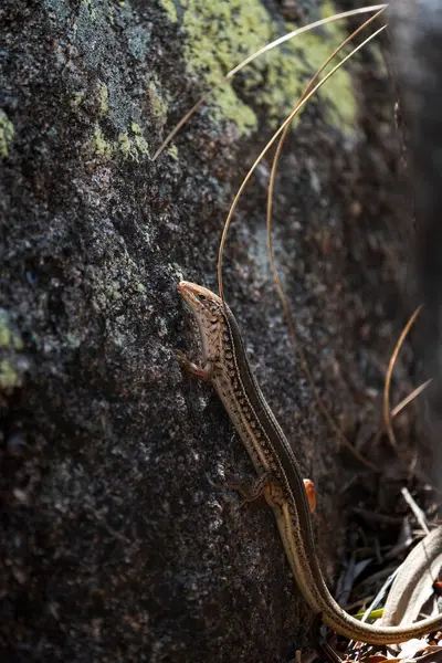 Manyetik Ada 'daki Koalalar Doğal Yaşam Alanında