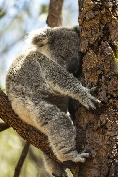 Manyetik Ada 'daki Koalalar Doğal Yaşam Alanında