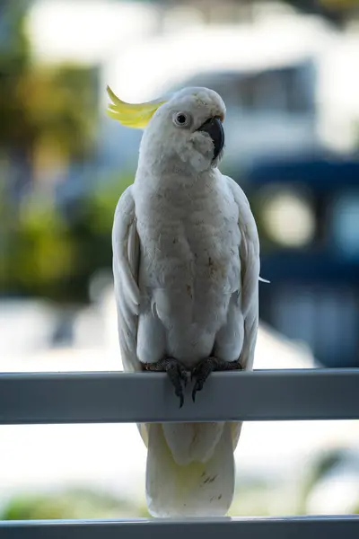 Avustralya 'nın Beyaz Kumları Ortasında Papağanlar