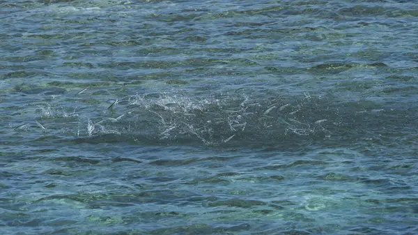 Heart Reef: Avustralya 'nın Büyük Bariyeri R' de Kalp Şekli Mucize