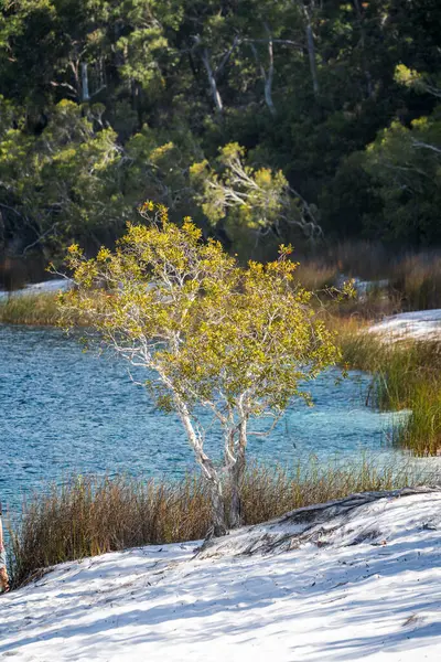McKenzie Gölü 'nün keşfi: Fraser Adası' nda Doğal Mücevher
