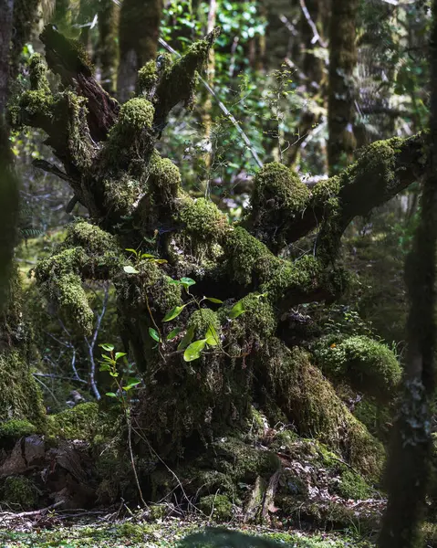 Güney Yeni Zelanda 'nın bereketli ormanlarını keşfediyor.