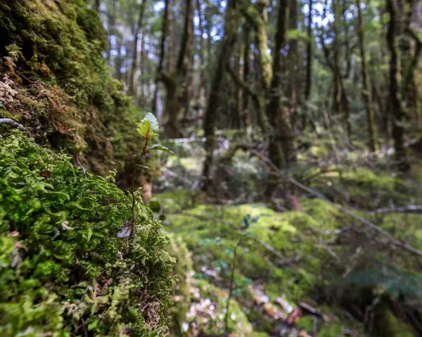Güney Yeni Zelanda 'nın bereketli ormanlarını keşfediyor.