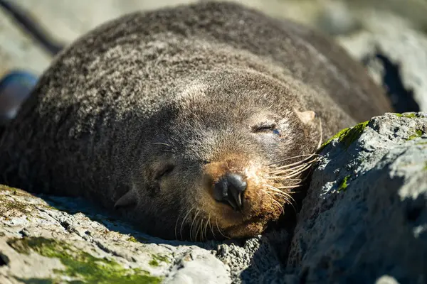 Yeni Zelandalıların Keşfi Çeşitli Vahşi Yaşam: Albatroslar, Martılar, 