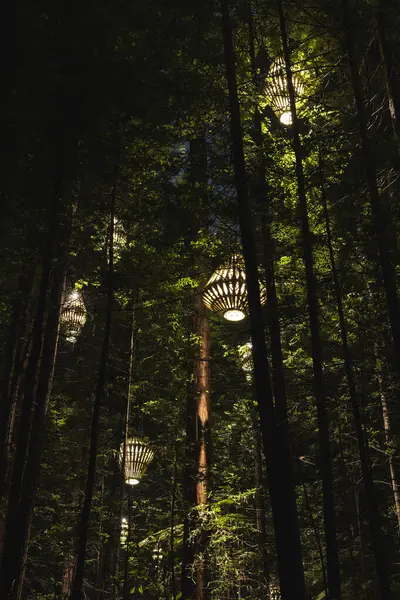 Rotorua Işıklarının Yeni Zelanda 'daki Büyüleyici Gece Görüşleri