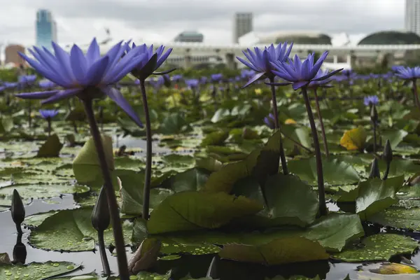 Singapur 'da Nilüferler ve Çiçekler Huzurlu Sularda
