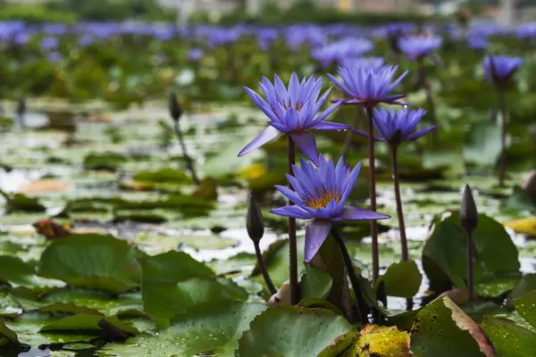 Singapur 'da Nilüferler ve Çiçekler Huzurlu Sularda
