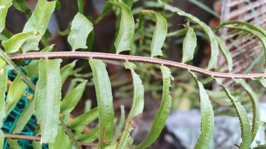 Eğreltiotu yapraklarının narin dokusunu ve canlı yeşil rengini vurguluyor..
