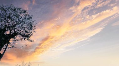 İnce bulutlu, canlı, altın bir günbatımı gökyüzüne karşı bir ağacın silueti..
