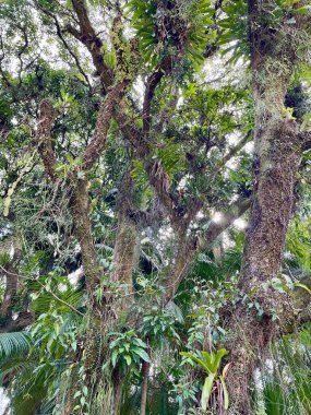 Yoğun bitki örtüsüyle çevrili görkemli bir tropikal ağaç. Birbirine dolanmış kökler ve dallar, yosun ve çeşitli bitkilerle kaplı, canlı bir sahne yaratır. Güneş ışığı yaprakların arasından süzülür, yoğun yeşil ve dans eden gölgeleri aydınlatır.